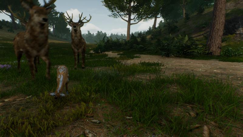 Deer Journey